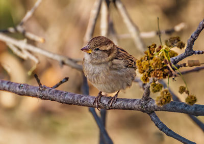 Close-up of bird perching on branch