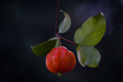 Close-up of strawberry growing on plant