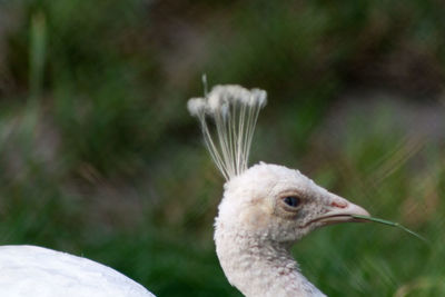 Close-up of bird perching outdoors