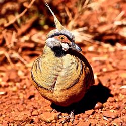 Close-up portrait of spinifex pigeon on ground