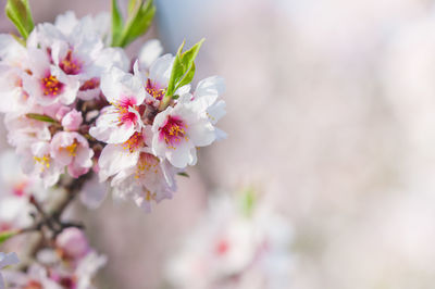 Close-up of pink flowers