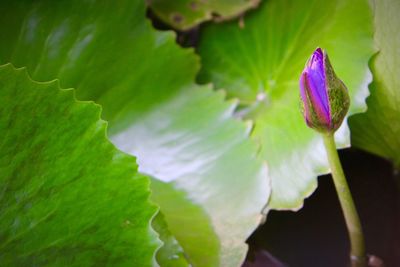 Close-up of purple flower blooming outdoors