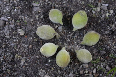 Close-up of pebbles