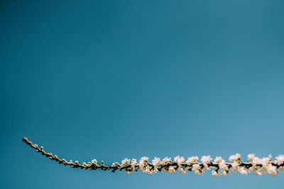 Low angle view of flowering plants against blue sky