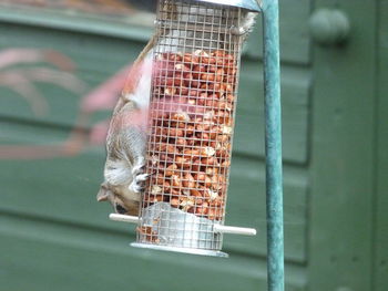 Close-up of insect in container