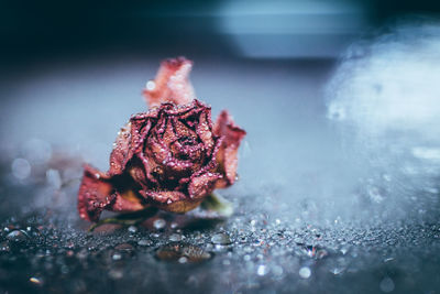 Close up of dried flower head