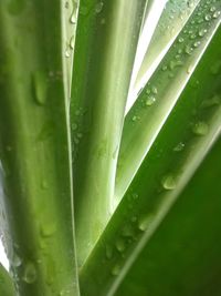 Close-up of raindrops on green leaf