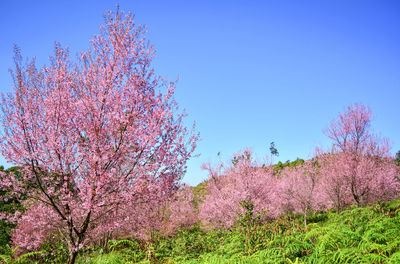 Cherry blossoms in spring against blue sky