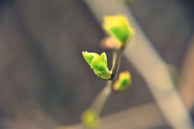 Close-up of plant