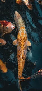 Golden koi fish 