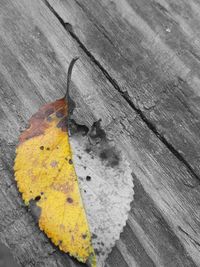 High angle view of yellow maple leaf on wooden table