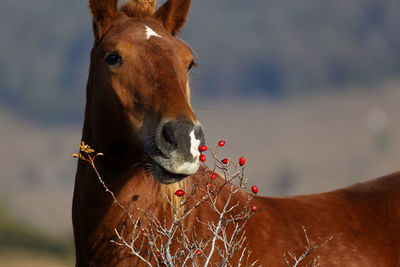 Horse is eating a rose hip on the velebit mountain, croatia