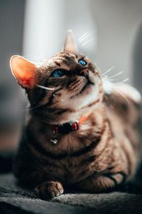 Close-up of a cat looking away