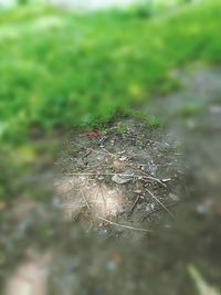 Close-up of insect on leaf