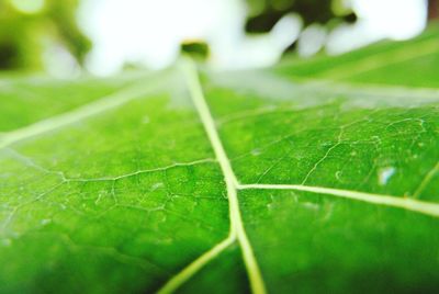 Close-up of green leaves