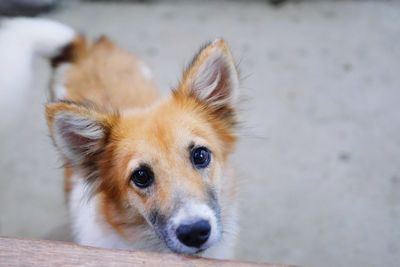 Close-up portrait of dog relaxing outdoors