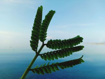 Close-up of plant against sea