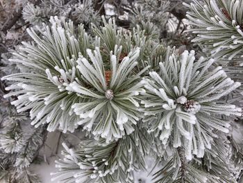 Close-up of white flowers on tree