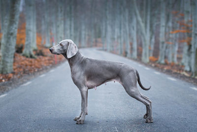 Weimaraner standing on street amidst trees