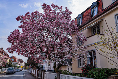 Low angle view of tree against building