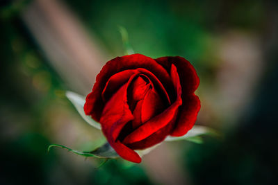 Close-up of red rose blooming outdoors