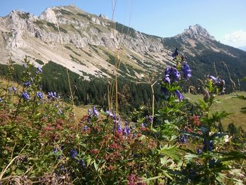 Scenic view of flowering plants and mountains against sky