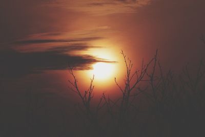 Silhouette plants against romantic sky at sunset