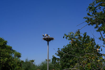 Low angle view of bird perching on plant against sky