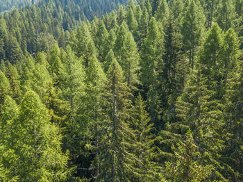 High angle view of pine trees in forest