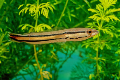 Close-up of insect on plant