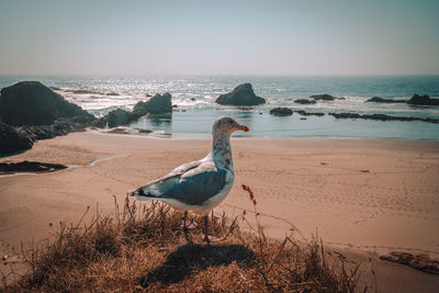 A seagull at the oregon coast.