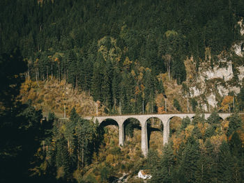 Arch bridge amidst trees in forest