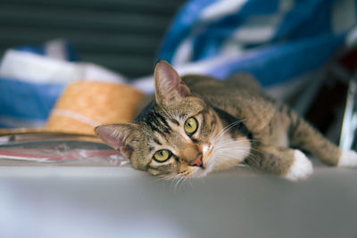 Portrait of tabby cat