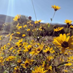 Close-up of yellow flowering plant on field