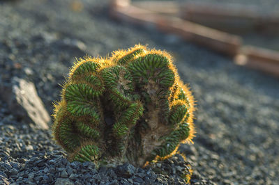 Close-up of cactus plant