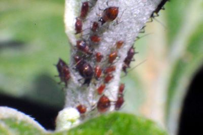 Close-up of insect on spider web