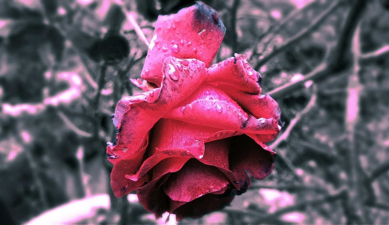 flower, drop, petal, freshness, fragility, wet, close-up, flower head, water, focus on foreground, pink color, beauty in nature, rose - flower, growth, blooming, nature, dew, plant, red, raindrop