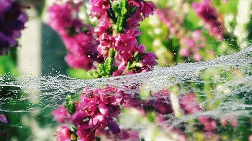 Close-up of pink flowers