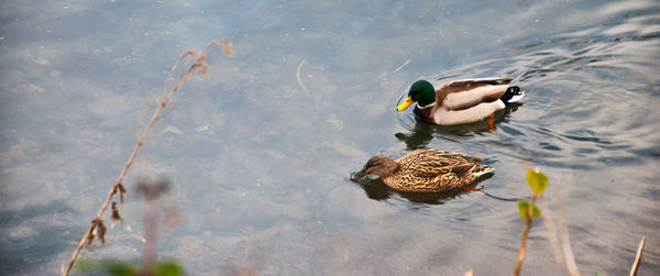 High angle view of duck swimming on lake