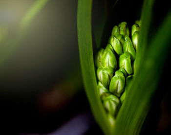 Close-up of green leaf