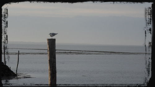 Bird perching on wooden post by sea against sky