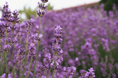 Close-up of purple lavender flowers on field