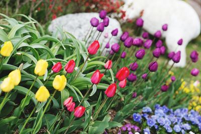 Close-up of purple flowers blooming in field