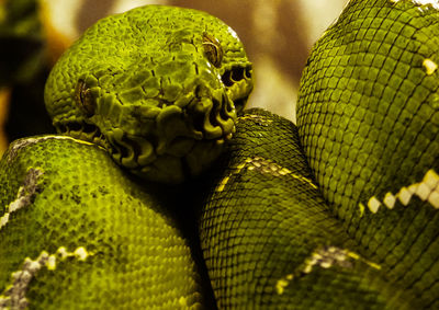 Close-up of green snake