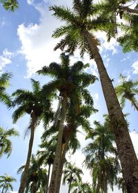 Low angle view of palm trees against sky