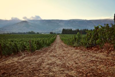 Dirt road passing through field