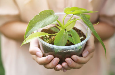 Close-up of hand holding leaf