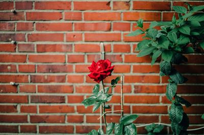 Close-up of red flower pot against brick wall