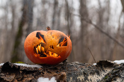 Close-up of pumpkin on tree during autumn