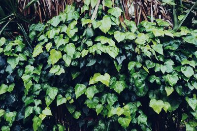 Full frame shot of leaves